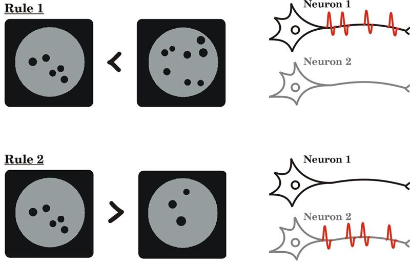 rhesus monkeys abstract mathematical rules brain cells
